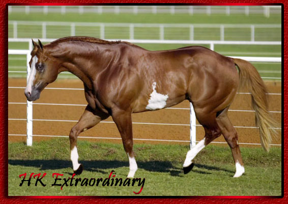 http://www.griffeyequinecenter.com/stallions/hk%20extraordinary/hkprffrm1.jpg